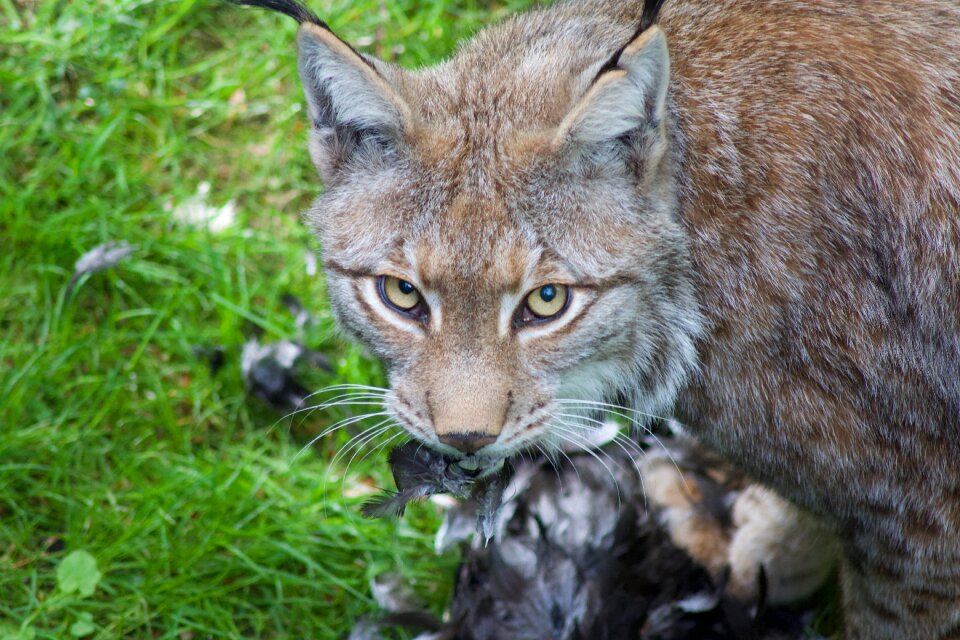 Animal animal world nature
