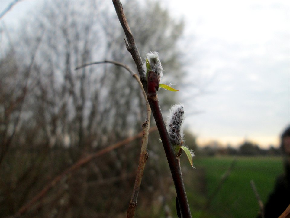 Purpur-Weide (Salix purpurea) im „Naturschutzgebiet Bachwiesen/Leopoldswiesen“ im Hockenheimer Rheinbogen