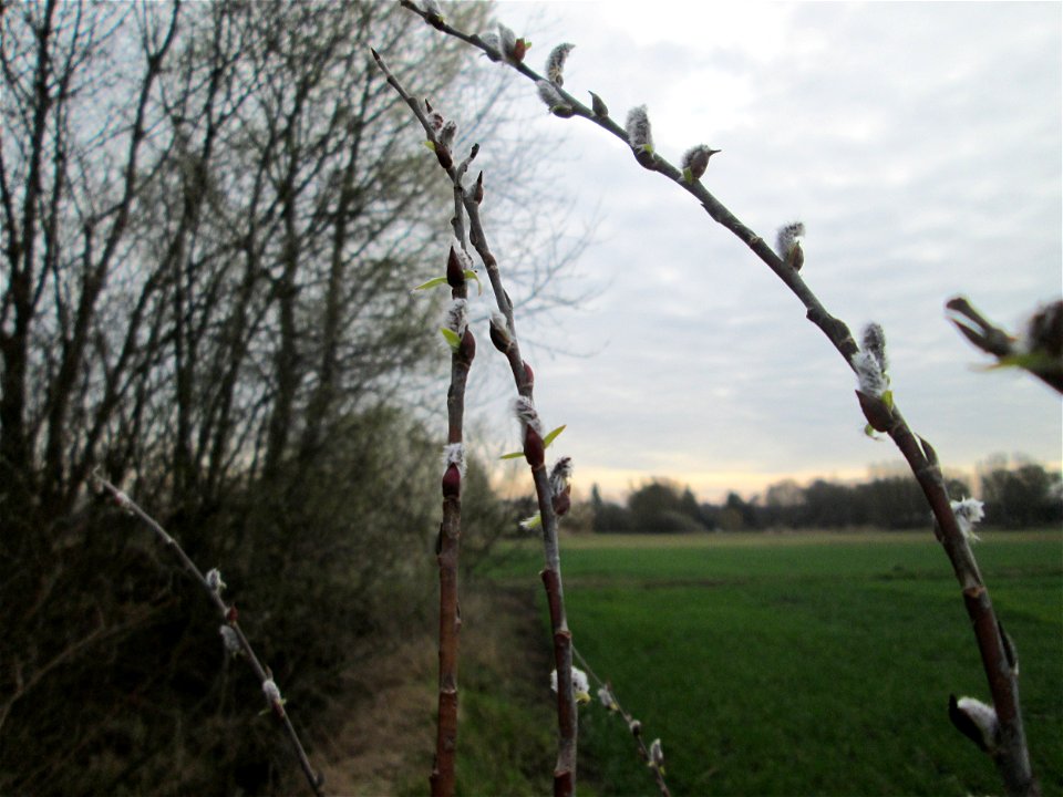Purpur-Weide (Salix purpurea) im „Naturschutzgebiet Bachwiesen/Leopoldswiesen“ im Hockenheimer Rheinbogen