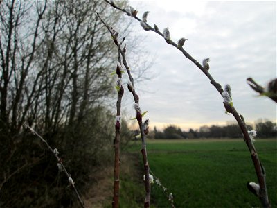 Purpur-Weide (Salix purpurea) im „Naturschutzgebiet Bachwiesen/Leopoldswiesen“ im Hockenheimer Rheinbogen