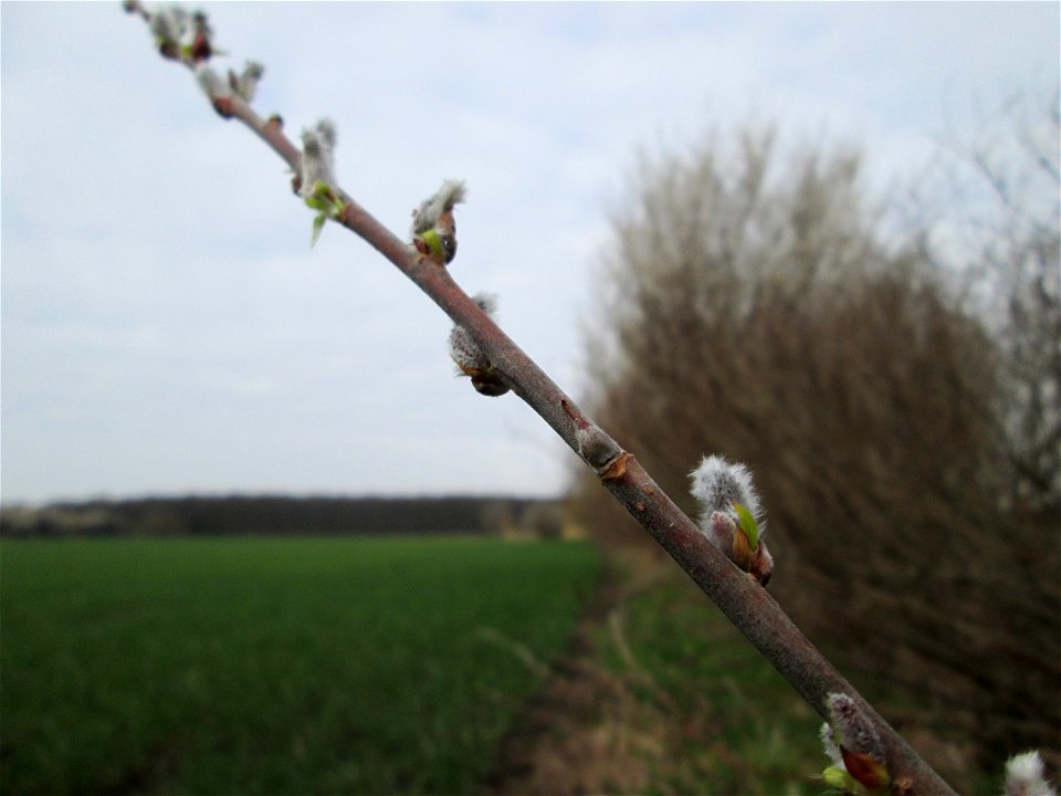 Purpur-Weide (Salix purpurea) im „Naturschutzgebiet Bachwiesen/Leopoldswiesen“ im Hockenheimer Rheinbogen