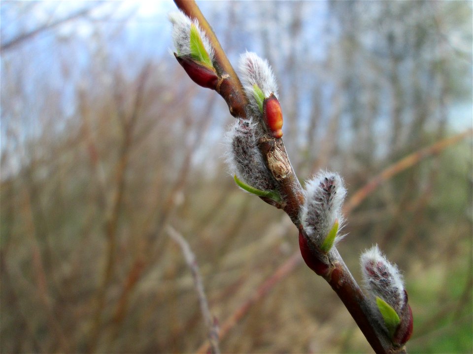 Purpur-Weide (Salix purpurea) im „Naturschutzgebiet Bachwiesen/Leopoldswiesen“ im Hockenheimer Rheinbogen