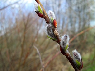 Purpur-Weide (Salix purpurea) im „Naturschutzgebiet Bachwiesen/Leopoldswiesen“ im Hockenheimer Rheinbogen