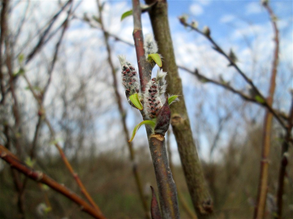 Purpur-Weide (Salix purpurea) im „Naturschutzgebiet Bachwiesen/Leopoldswiesen“ im Hockenheimer Rheinbogen