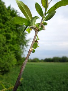 Purpur-Weide (Salix purpurea) im Naturschutzgebiet „Bachwiesen/Leopoldswiesen“ im Hockenheimer Rheinbogen