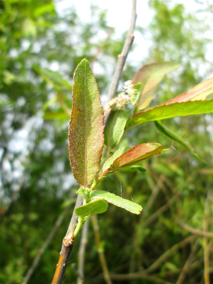 Purpur-Weide (Salix purpurea) im Naturschutzgebiet „Bachwiesen/Leopoldswiesen“ im Hockenheimer Rheinbogen