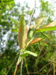 Purpur-Weide (Salix purpurea) im Naturschutzgebiet „Bachwiesen/Leopoldswiesen“ im Hockenheimer Rheinbogen