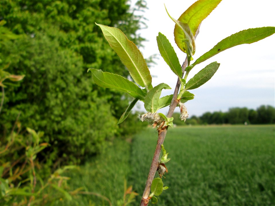 Purpur-Weide (Salix purpurea) im Naturschutzgebiet „Bachwiesen/Leopoldswiesen“ im Hockenheimer Rheinbogen
