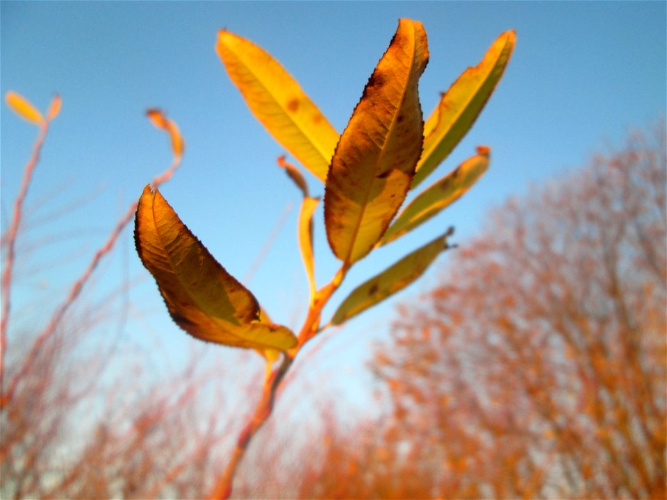 Die eher seltene Purpur-Weide (Salix purpurea) im Naturschutzgebiet „Bachwiesen/Leopoldswiesen“ im Hockenheimer Rheinbogen