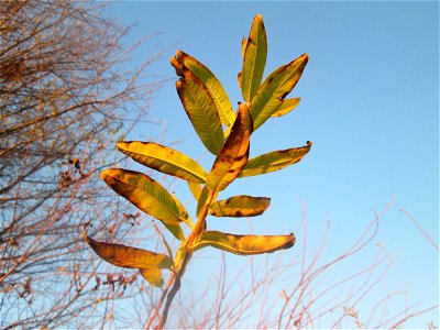 Die eher seltene Purpur-Weide (Salix purpurea) im Naturschutzgebiet „Bachwiesen/Leopoldswiesen“ im Hockenheimer Rheinbogen