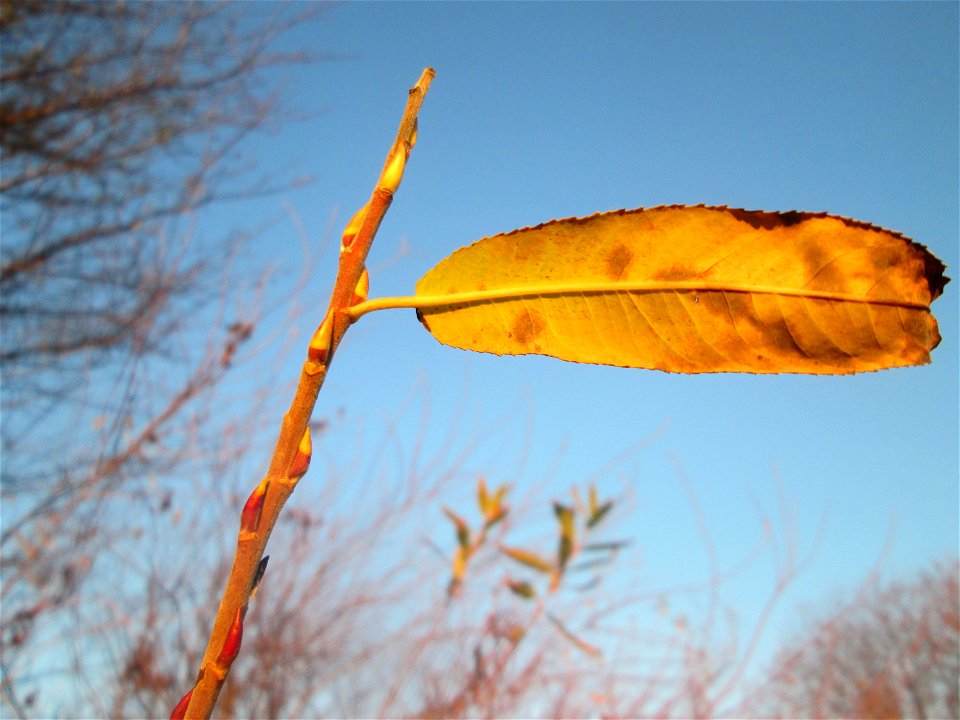 Die eher seltene Purpur-Weide (Salix purpurea) im Naturschutzgebiet „Bachwiesen/Leopoldswiesen“ im Hockenheimer Rheinbogen
