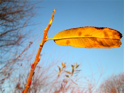 Die eher seltene Purpur-Weide (Salix purpurea) im Naturschutzgebiet „Bachwiesen/Leopoldswiesen“ im Hockenheimer Rheinbogen