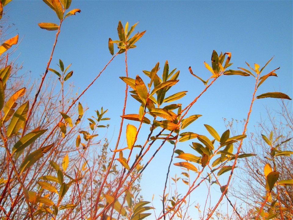 Die eher seltene Purpur-Weide (Salix purpurea) im Naturschutzgebiet „Bachwiesen/Leopoldswiesen“ im Hockenheimer Rheinbogen
