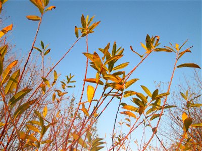 Die eher seltene Purpur-Weide (Salix purpurea) im Naturschutzgebiet „Bachwiesen/Leopoldswiesen“ im Hockenheimer Rheinbogen
