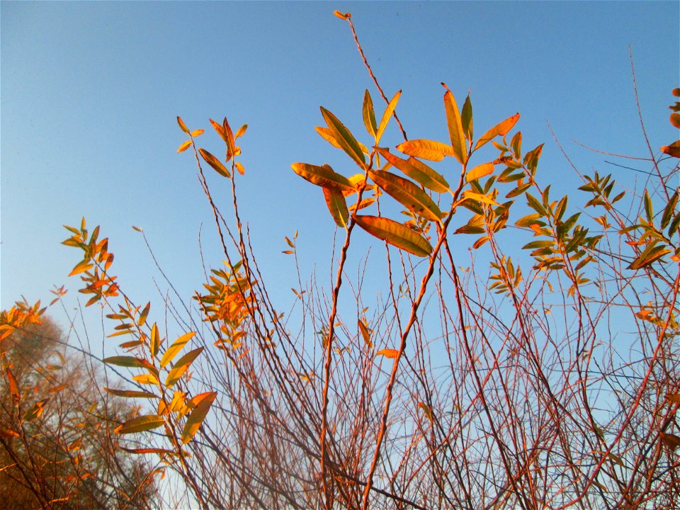 Die eher seltene Purpur-Weide (Salix purpurea) im Naturschutzgebiet „Bachwiesen/Leopoldswiesen“ im Hockenheimer Rheinbogen
