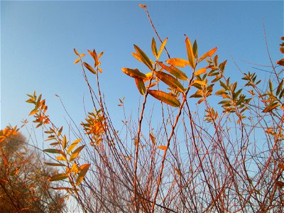 Die eher seltene Purpur-Weide (Salix purpurea) im Naturschutzgebiet „Bachwiesen/Leopoldswiesen“ im Hockenheimer Rheinbogen