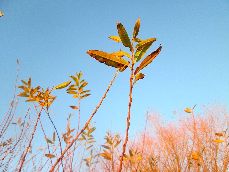 Die eher seltene Purpur-Weide (Salix purpurea) im Naturschutzgebiet „Bachwiesen/Leopoldswiesen“ im Hockenheimer Rheinbogen