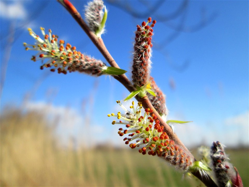 Kätzchen der Purpur-Weide (Salix purpurea) im Naturschutzgebiet „Bachwiesen/Leopoldswiesen“ im Hockenheimer Rheinbogen
