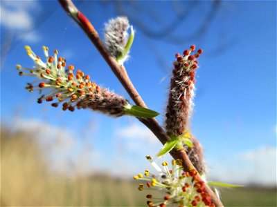 Kätzchen der Purpur-Weide (Salix purpurea) im Naturschutzgebiet „Bachwiesen/Leopoldswiesen“ im Hockenheimer Rheinbogen