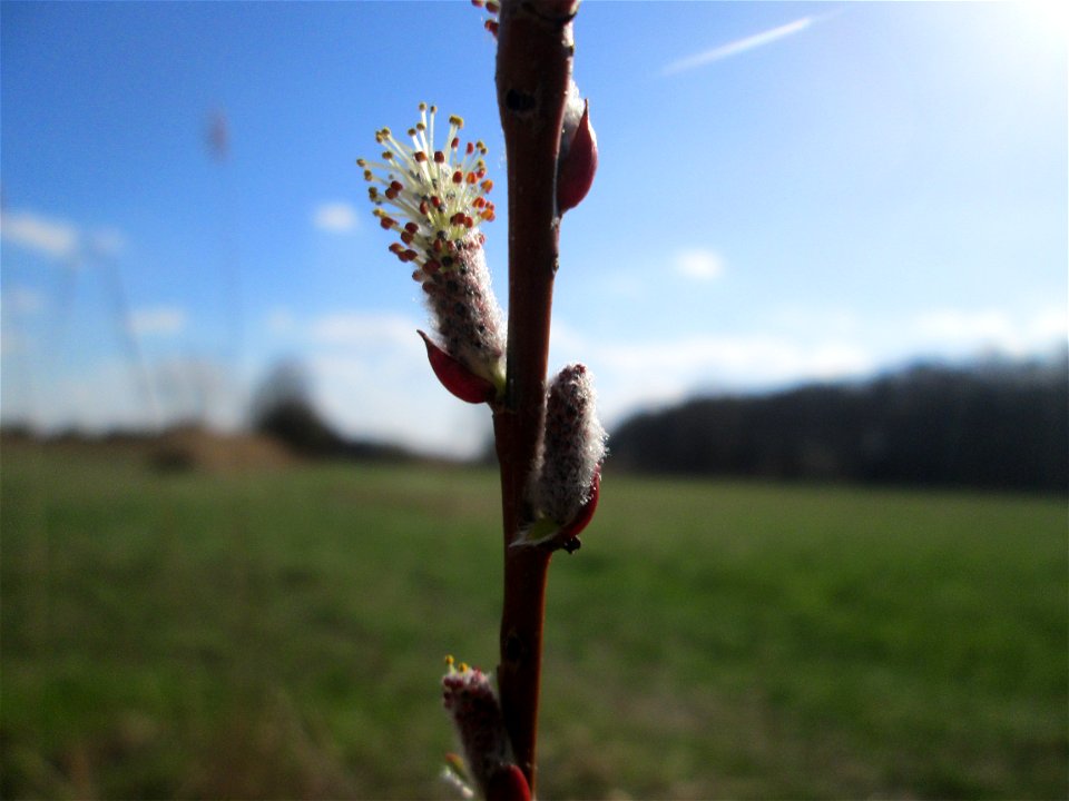 Kätzchen der hier seltenen Purpur-Weide (Salix purpurea) im Naturschutzgebiet „Bachwiesen/Leopoldswiesen“ im Hockenheimer Rheinbogen