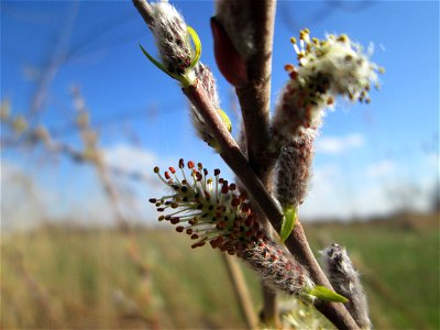 Kätzchen der hier seltenen Purpur-Weide (Salix purpurea) im Naturschutzgebiet „Bachwiesen/Leopoldswiesen“ im Hockenheimer Rheinbogen