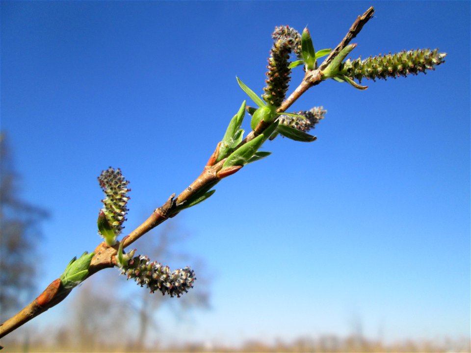 Purpur-Weide (Salix purpurea) oder evtl. ein Hybrid im Naturschutzgebiet „Bachwiesen/Leopoldswiesen“ im Hockenheimer Rheinbogen