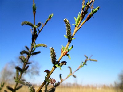 Purpur-Weide (Salix purpurea) oder evtl. ein Hybrid im Naturschutzgebiet „Bachwiesen/Leopoldswiesen“ im Hockenheimer Rheinbogen