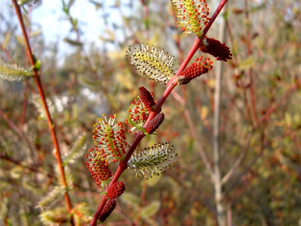 Inflorecencia masculina de Salix purpurea. Procedencia: cultivada en el Jardín Botánico de Alcalá de Henares