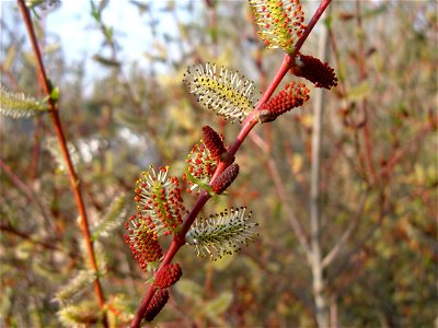 Inflorecencia masculina de Salix purpurea. Procedencia: cultivada en el Jardín Botánico de Alcalá de Henares