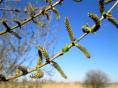 Purpur-Weide (Salix purpurea) oder evtl. ein Hybrid im Naturschutzgebiet „Bachwiesen/Leopoldswiesen“ im Hockenheimer Rheinbogen