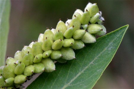 Salix purpurea