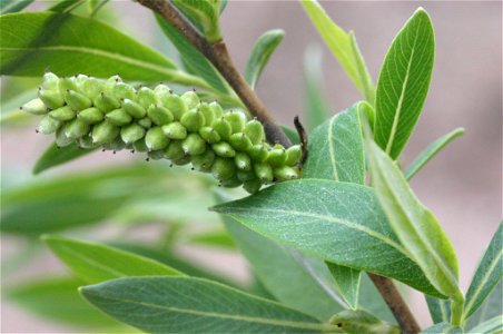 Salix purpurea