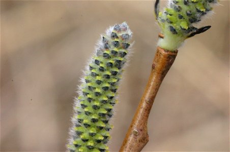 Salix purpurea