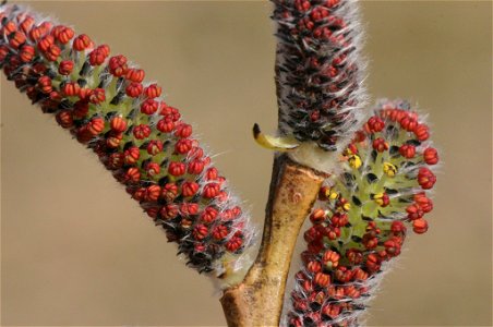 Salix purpurea