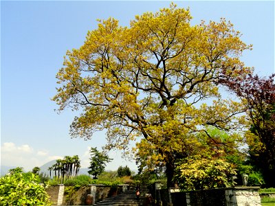 Bischofia javanica. Botanical specimen on the grounds of the Villa Taranto (Verbania), Lake Maggiore, Italy.