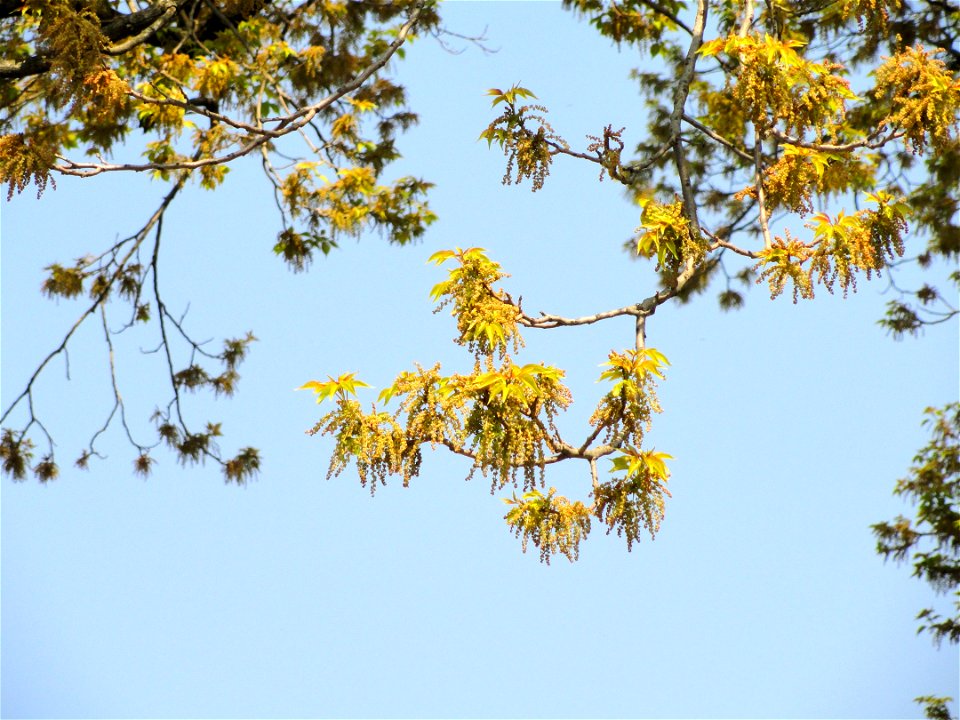 Bischofia javanica. Botanical specimen on the grounds of the Villa Taranto (Verbania), Lake Maggiore, Italy.