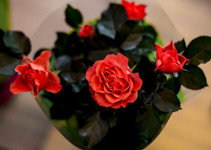 Tender rose flower delicate flowers