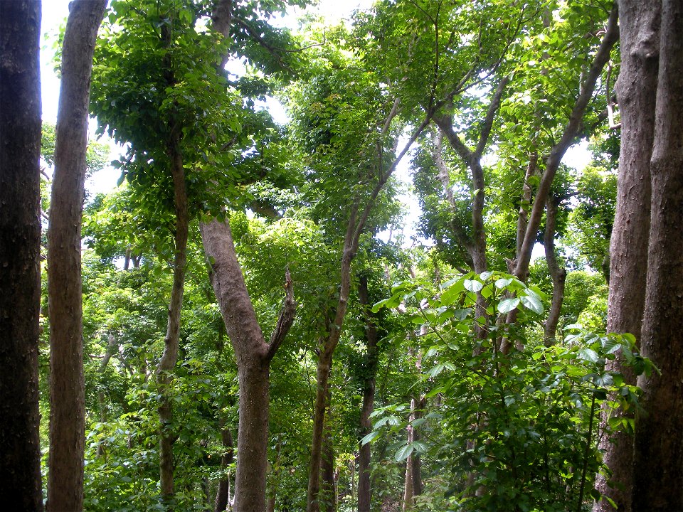 Bischofia javanica in Bonin Islands Hahajima