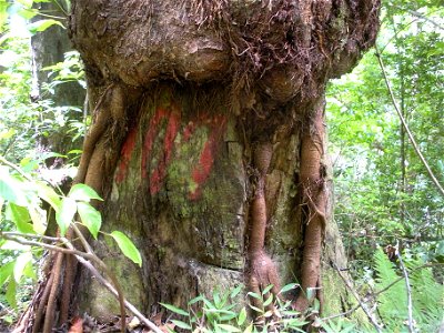 Bischofia javanica in Bonin Islands Hahajima.
