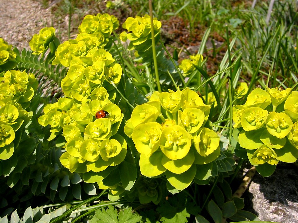 Euphorbia_myrsinites; Botanic Garden, Vienna, Austria.