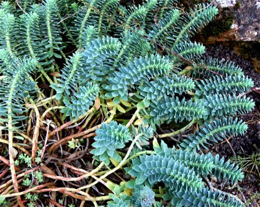 Euphorbia myrsinites, Alpine garden of the Jardin des Plantes de Paris