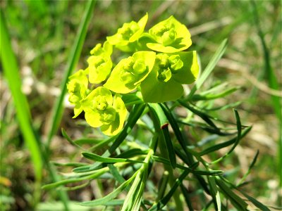Zypressen-Wolfsmilch (Euphorbia cyparissias) bei Altlußheim