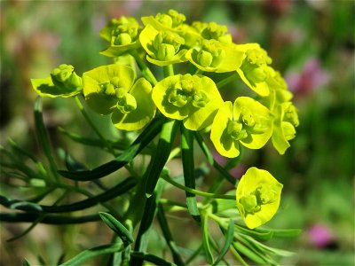 Zypressen-Wolfsmilch (Euphorbia cyparissias) bei Altlußheim