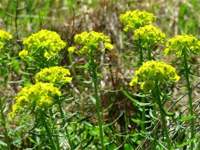 Zypressen-Wolfsmilch (Euphorbia cyparissias) bei Altlußheim