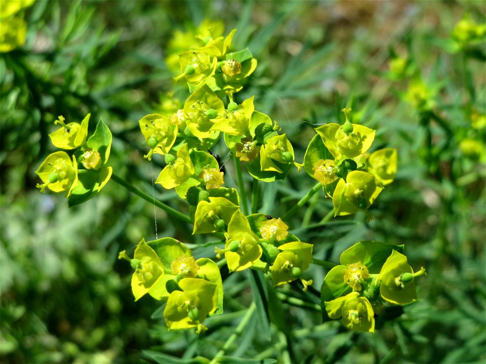 Zypressen-Wolfsmilch (Euphorbia cyparissias) bei Reilingen