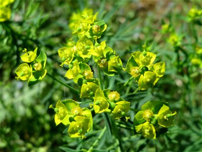 Zypressen-Wolfsmilch (Euphorbia cyparissias) bei Reilingen