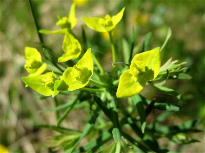Zypressen-Wolfsmilch (Euphorbia cyparissias) bei Altlußheim