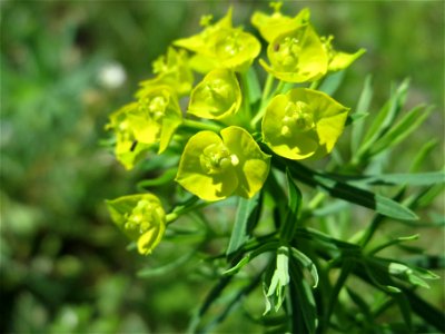 Zypressen-Wolfsmilch (Euphorbia cyparissias) bei Reilingen