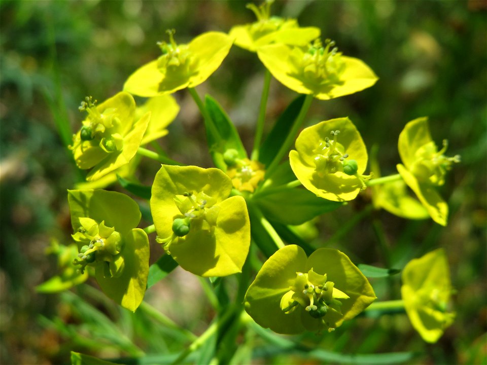 Zypressen-Wolfsmilch (Euphorbia cyparissias) im Naturschutzgebiet Wagbachniederung