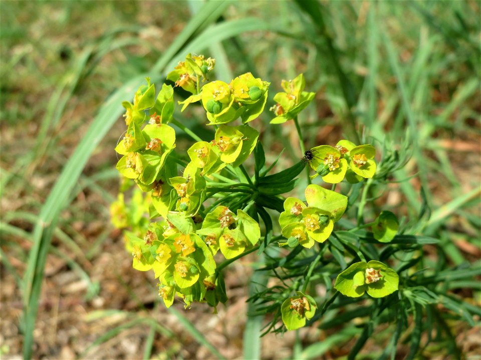Zypressen-Wolfsmilch (Euphorbia cyparissias) am Dreieichenbuckel (Naturschutzgebiet Oftersheimer Dünen)